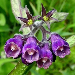 Comfrey Roots Live Starter Plants - Pack of 10 Comfrey Herb Plants