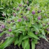 Comfrey Roots Live Starter Plants - Pack of 10 Comfrey Herb Plants