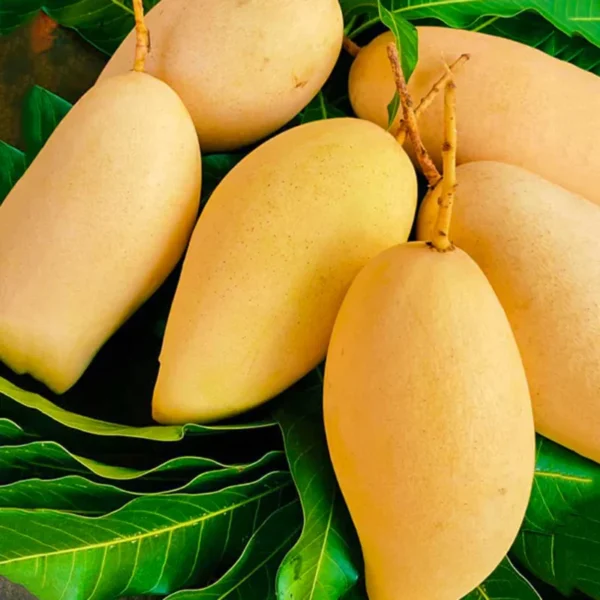Grafted Mango Plant Live - Tropical Fruit Tree 14-18 inch