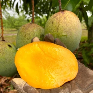 Grafted Mango Plant Live - Tropical Fruit Tree 14-18 inch