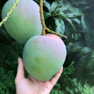 Grafted Mango Plant Live - Tropical Fruit Tree 14-18 inch