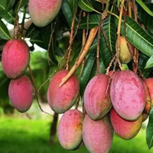 Mango Tree Live Plant 10-14 Inch Tall - Grow Your Own Fruit Tree