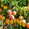 Mango Tree Live Plant 8-12 Inch Outdoor Fruit Tree Ready to Grow