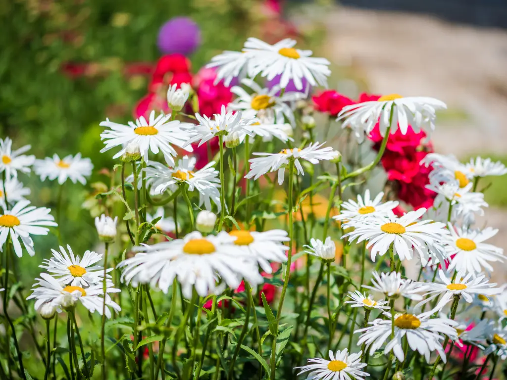 9 Red, White and Blue Flowers For Your Patriotic Garden This 4th of July 14 Shasta Daisy (Leucanthemum × superbum), patriotic garden for 4th of july