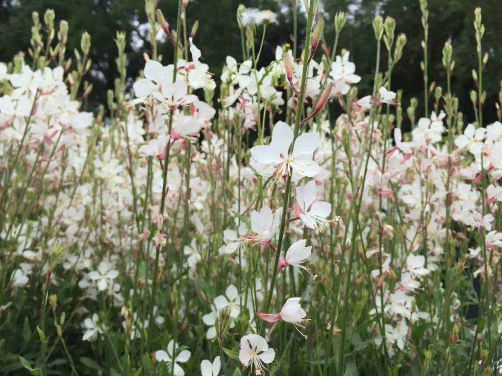 9 Red, White and Blue Flowers For Your Patriotic Garden This 4th of July 29 White Gaura (Gaura lindheimeri)
