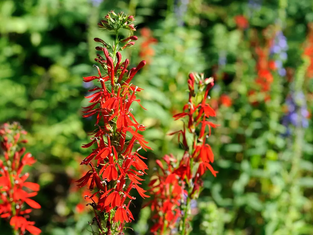 9 Red, White and Blue Flowers For Your Patriotic Garden This 4th of July 27 Cardinal Flower (Lobelia cardinalis) – Red