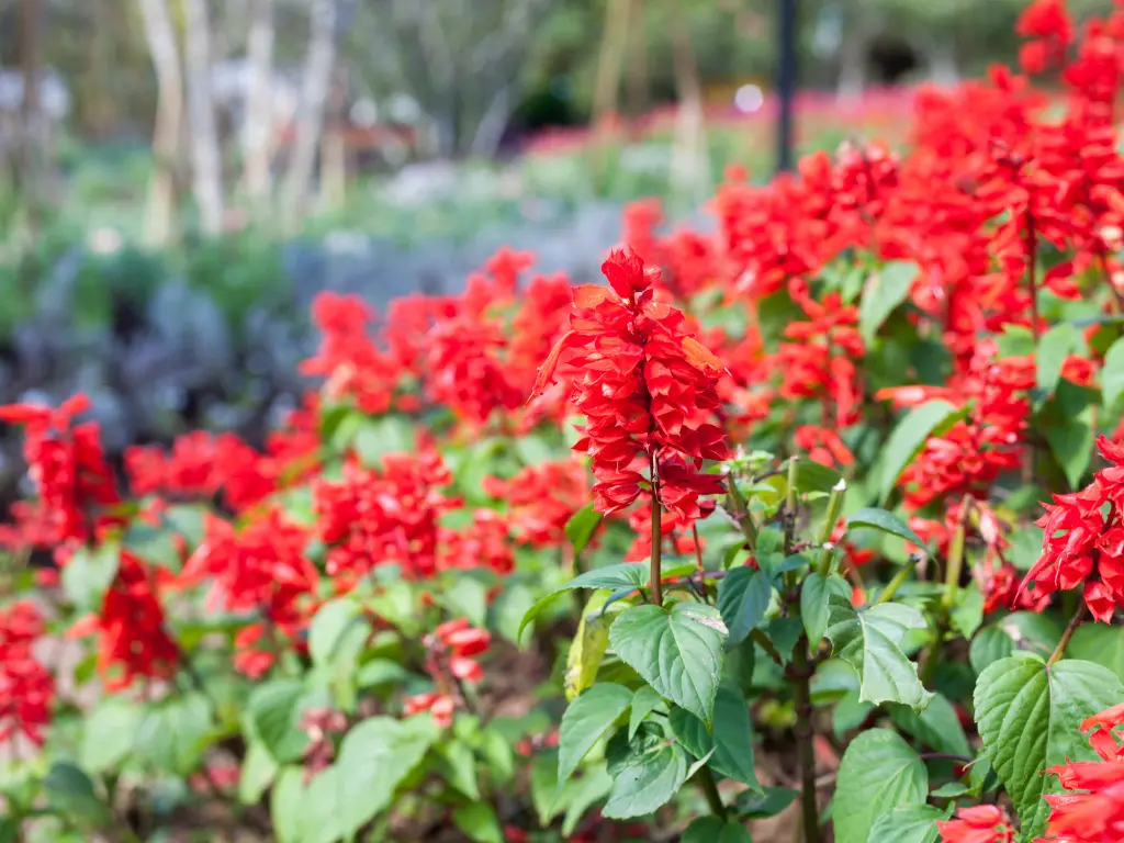 9 Red, White and Blue Flowers For Your Patriotic Garden This 4th of July 1 Salvia (Salvia splendens)