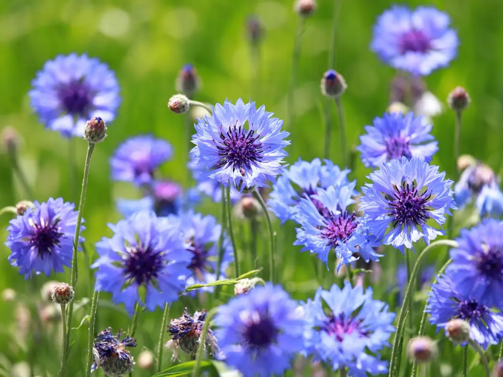 9 Red, White and Blue Flowers For Your Patriotic Garden This 4th of July 22 a group of blue flowers, Bachelor’s Button (Centaurea cyanus)