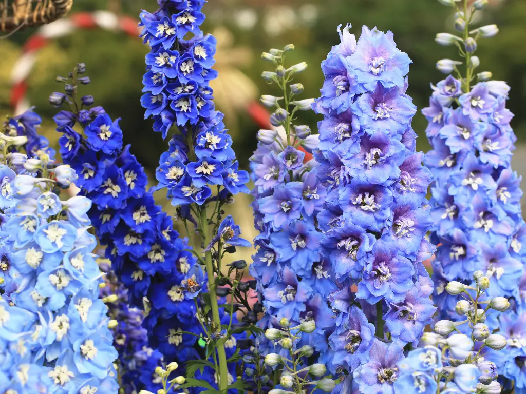 9 Red, White and Blue Flowers For Your Patriotic Garden This 4th of July 28 a group of blue flowers, Blue Delphinium (Delphinium spp.)