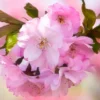 Flowering Cherry Tree Live Plant - 2.5 Inch Pot - Pink Blossom Ornamental