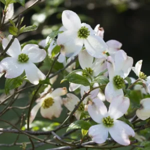 White Dogwood Tree Quart Pot Ornamental Flowering Tree 8-14 inch