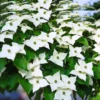 Kousa Japanese Dogwood Tree - Quart Pot, White Blooming Ornamental Tree