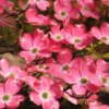 Pink Dogwood Tree 2.5-Inch Pot - Compact Ornamental Tree with Pink Blossoms