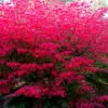 Dwarf Burning Bush Plants - 5 Bare Root Shrubs - Red Fall Color - Landscape Borders