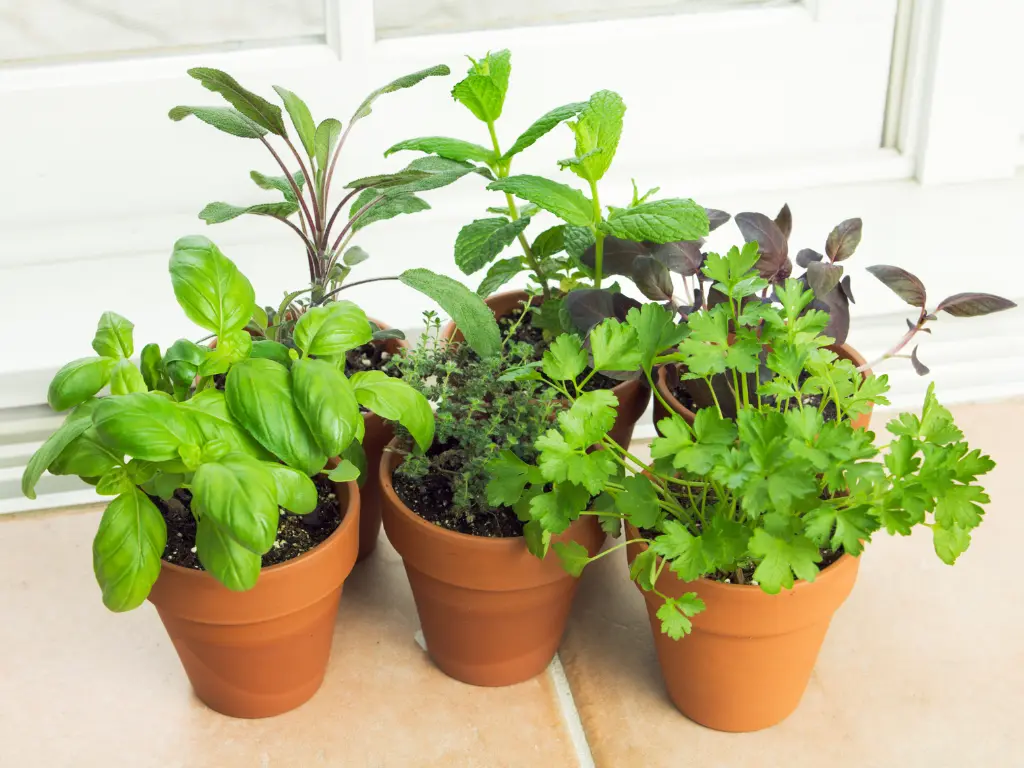 7 Unique Father's Day Ideas for Your Garden-Loveing Father 4 DIY Herb Garden