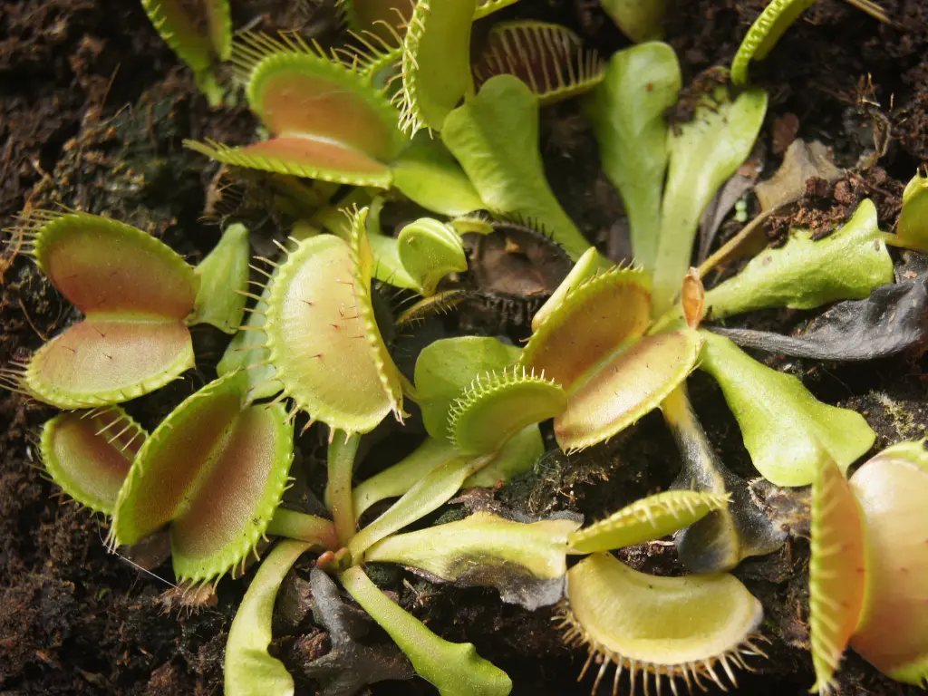 Carnivorous Plant Care: Easy Tips for Thriving Plants 1 carnivorous Plants -venus flytrap