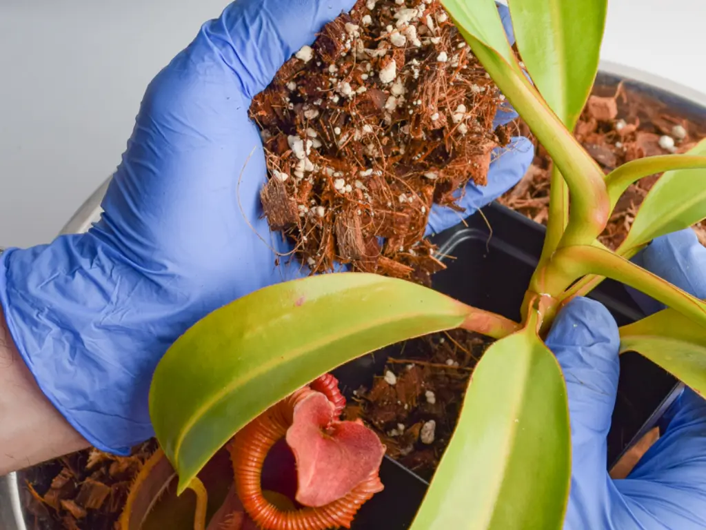 Carnivorous Plant Care: Easy Tips for Thriving Plants 4 Carnivorous Plant Care - A person wearing gloves repotting a carnivorous pitcher plant into nutrient-poor soil mix.