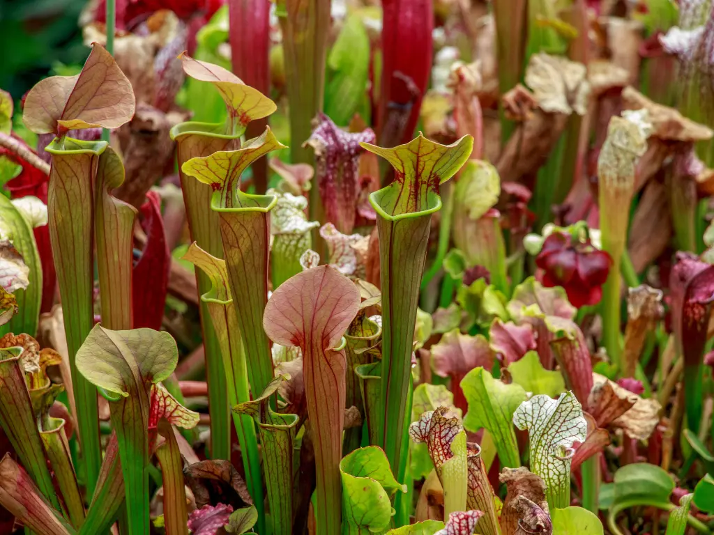 Carnivorous Plant Care: Easy Tips for Thriving Plants 2 Pitcher Plants