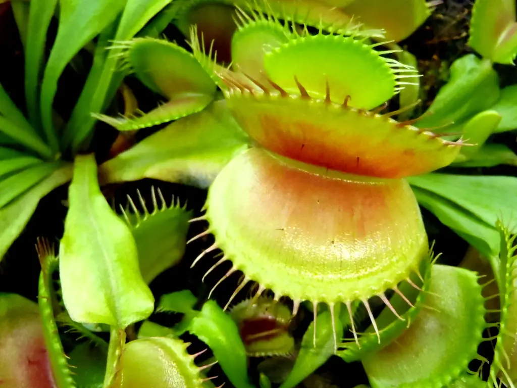 Carnivorous Plant Care: Easy Tips for Thriving Plants 5 Carnivorous Plants - VENUS FLYTRAP