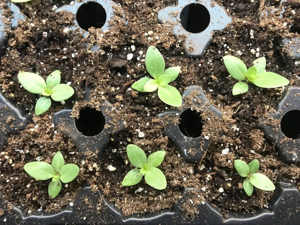 Lisianthus Care 101: Expert Tips for Gorgeous Blooms 2 Young lisianthus seedlings growing in seed trays during early propagation stage.