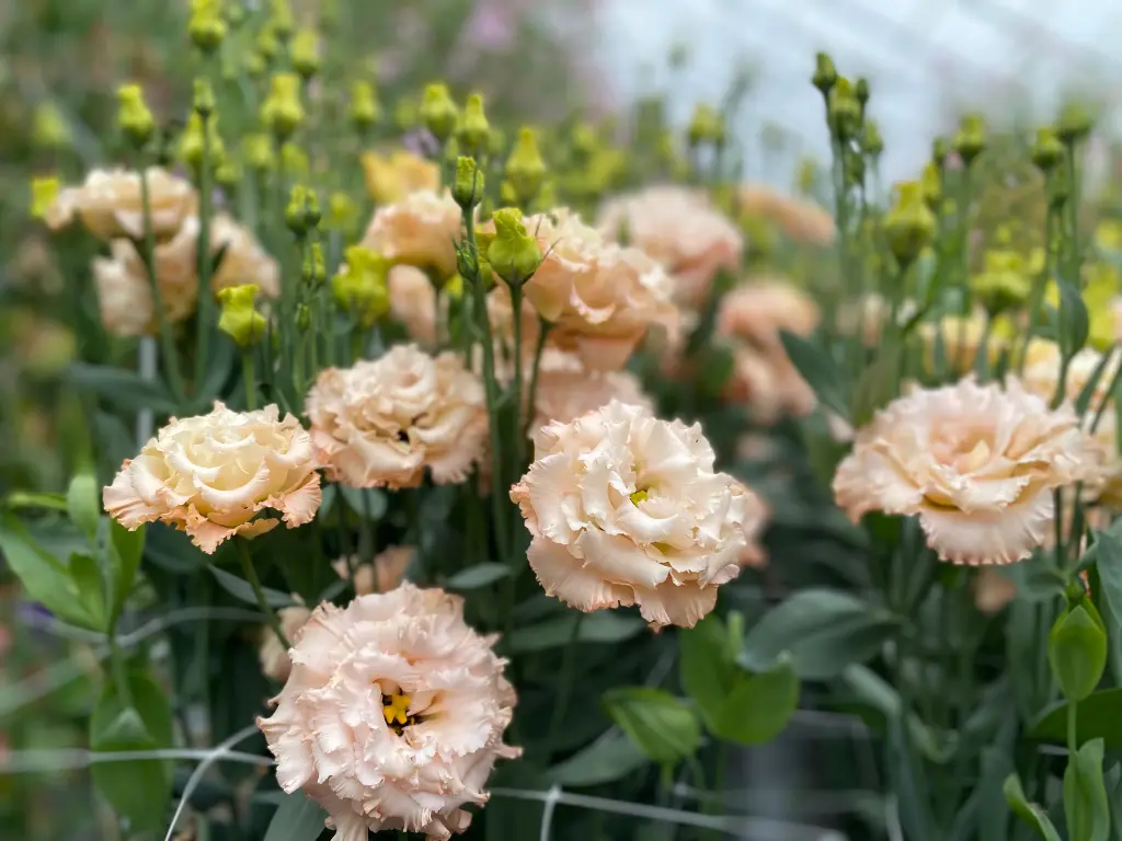 Lisianthus Care 101: Expert Tips for Gorgeous Blooms 1 Creamy peach-colored lisianthus flowers in full bloom with lush green foliage.