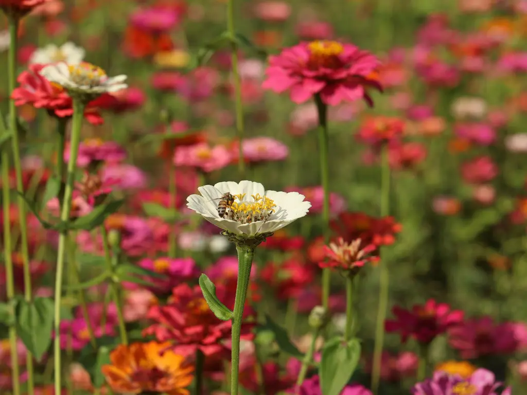 Attract Pollinators with Vibrant Blooms