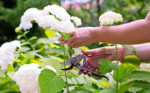 how tp prune hydrangeas