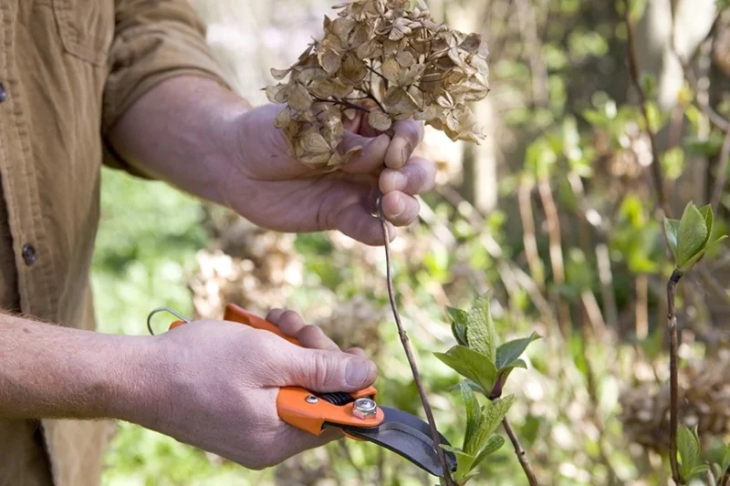 How to Prune Hydrangeas for a More Beautiful Bloom 3 pruning hydrangeas