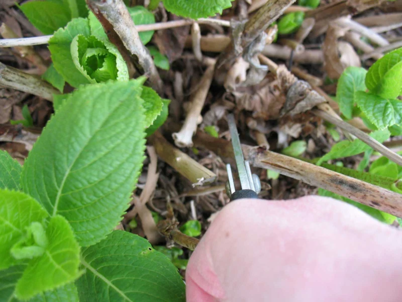 How to Prune Hydrangeas for a More Beautiful Bloom 2 prune hydrangeas for healthy plants and blooms