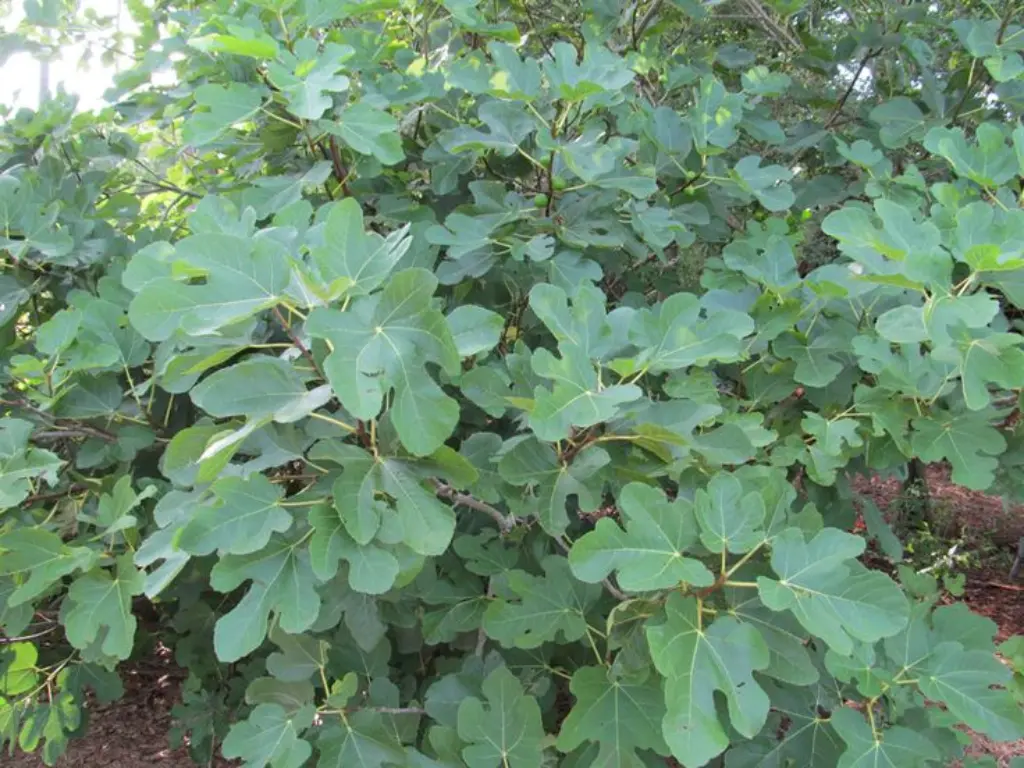 Everything You Need to Know About Black Jack Fig: Taste, Benefits & More 2 Black Jack Fig Tree