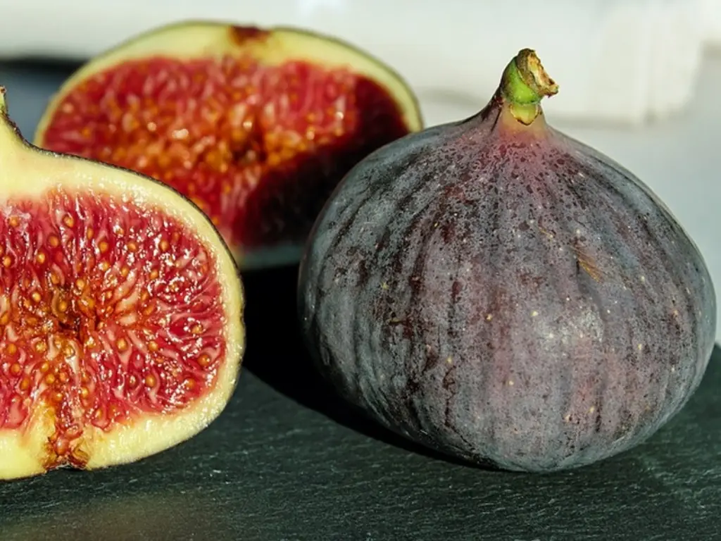 Everything You Need to Know About Black Jack Fig: Taste, Benefits & More 1 black jack fig trees