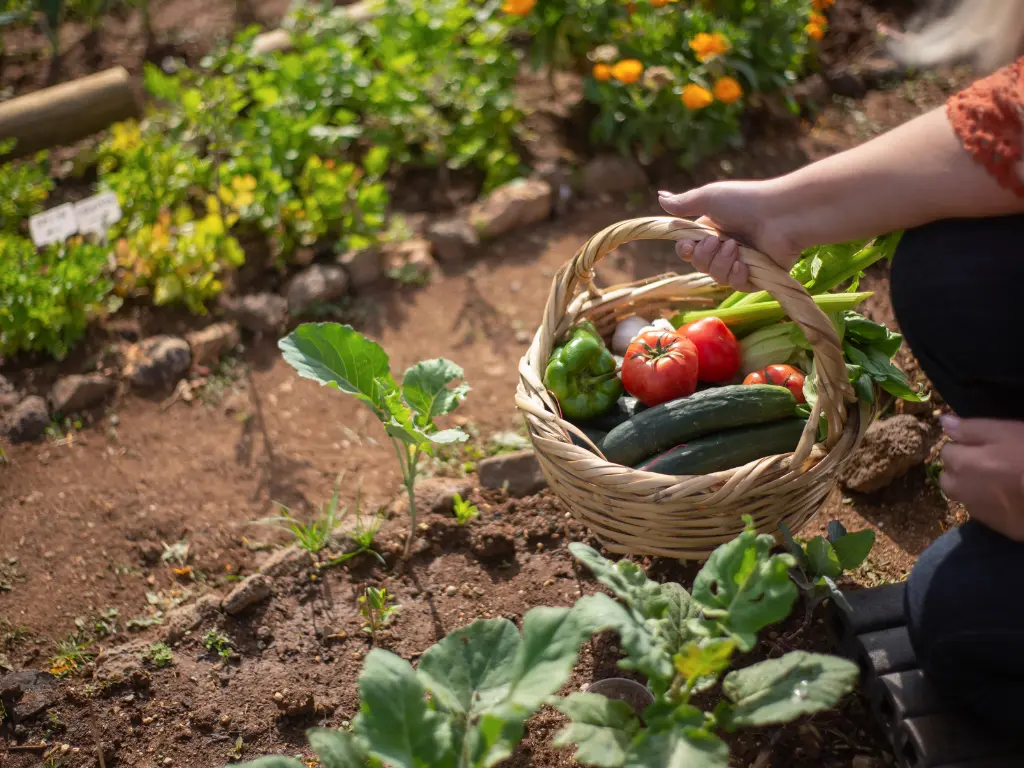 July Gardening Tips for Growing Healthy Vegetables in Hot Weather 1 July Gardening tips for vegetables