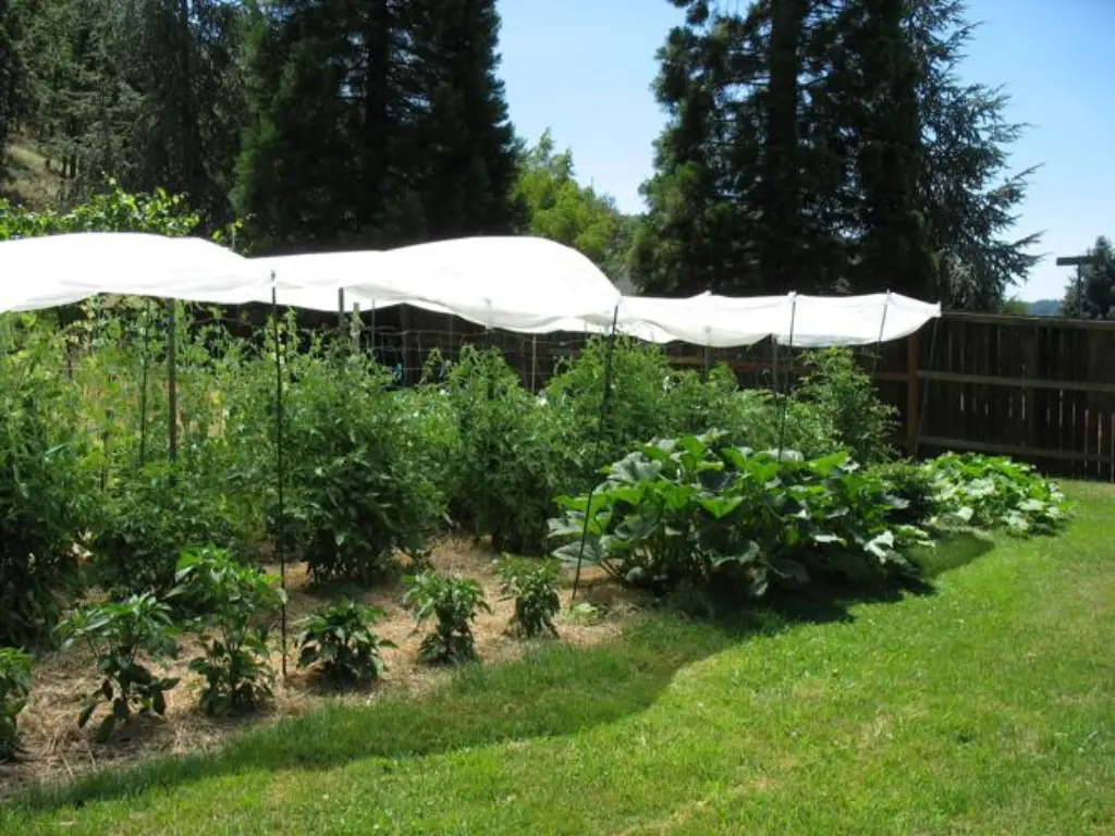 July Gardening Tips for Growing Healthy Vegetables in Hot Weather 3 Shade Solutions for Your Garden