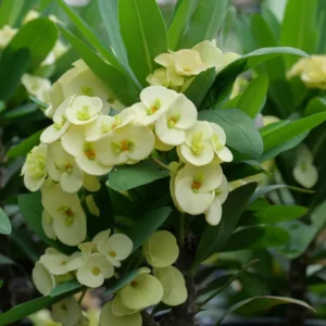 Crown of Thorns Plant - Live Euphorbia Milii, 4-7