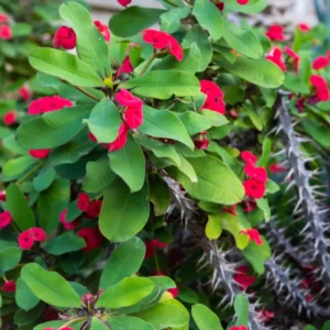 Crown of Thorns Plant - Live Euphorbia Milii, 4-7