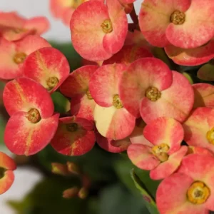 Salmon Crown of Thorns Plants