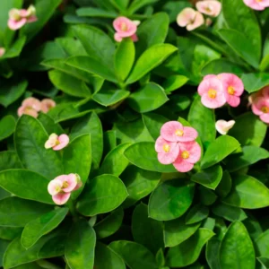 Pink Crown of Thorns Plants