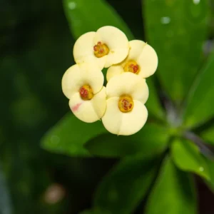 Yellow Crown of Thorns Plants