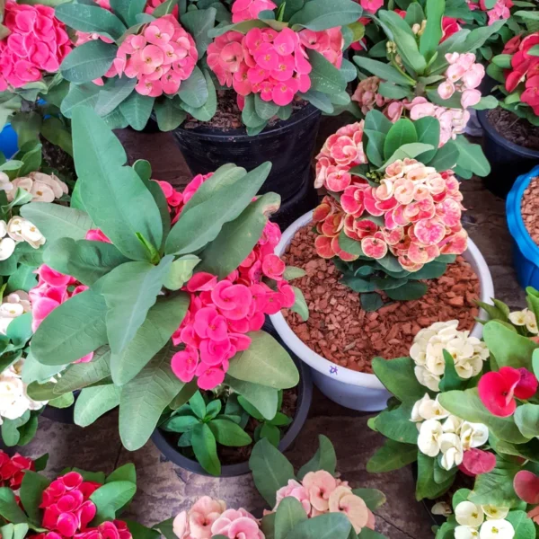 Mixed Crown of Thorns Plants