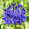 Agapanthus Lily of the Nile Plants - Perennial, Garden Borders, 5-9 Inch