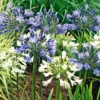 Agapanthus Lily of the Nile Plants - Perennial, Garden Borders, 5-9 Inch