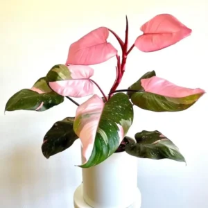 Pink Princess Philodendron Live Plant 4-9
