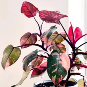 Pink Princess Philodendron Live Plant 4-9
