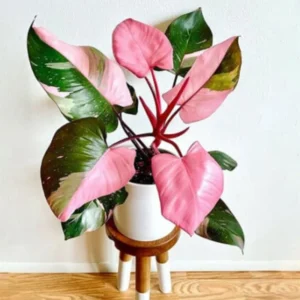 Pink Princess Philodendron Live Plant 4-9