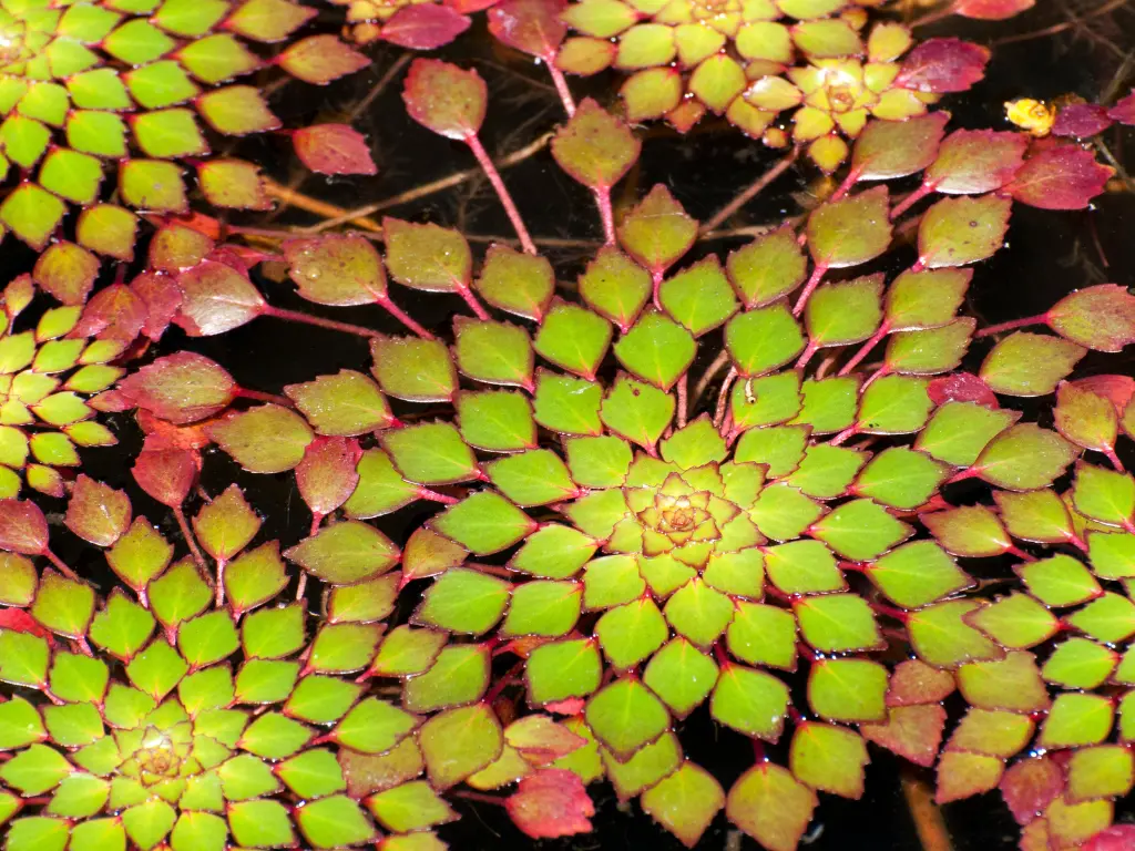 How to Grow Mosaic Plant (Ludwigia sedioides) Easily 1 Mosaic Plant (Ludwigia sedioides)