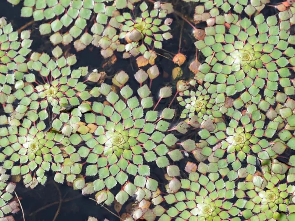How to Grow Mosaic Plant (Ludwigia sedioides) Easily 2 Mosaic Plant, with diamond-shaped leaves form striking rosettes that float on the water surface