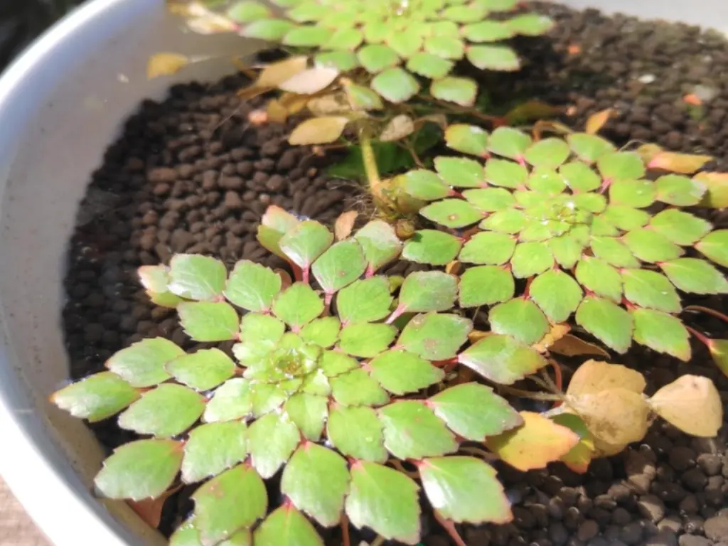How to Grow Mosaic Plant (Ludwigia sedioides) Easily 3 growing Mosaic Plant (Ludwigia sedioides)