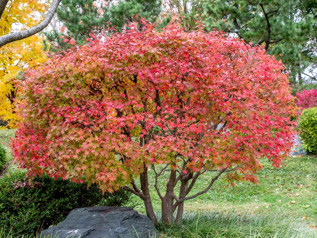 Japanese Maple tree with vibrant red foliage in autumn, a compact ornamental tree perfect for containers or shade gardens.