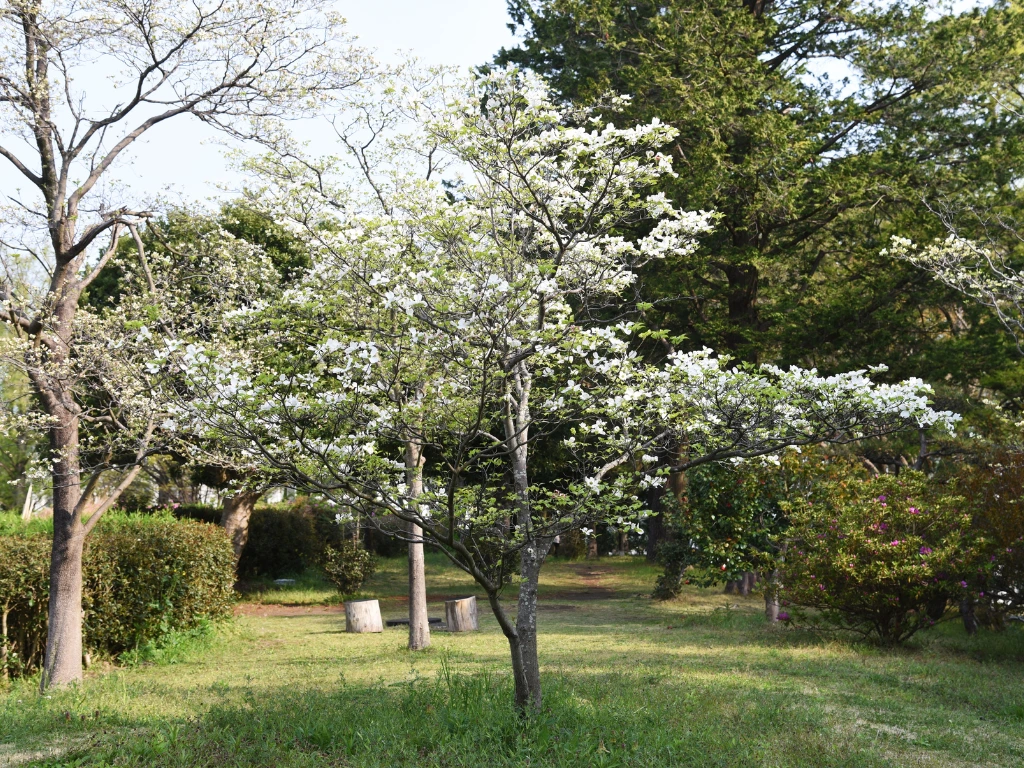 Flowering Dogwood (Cornus florida)