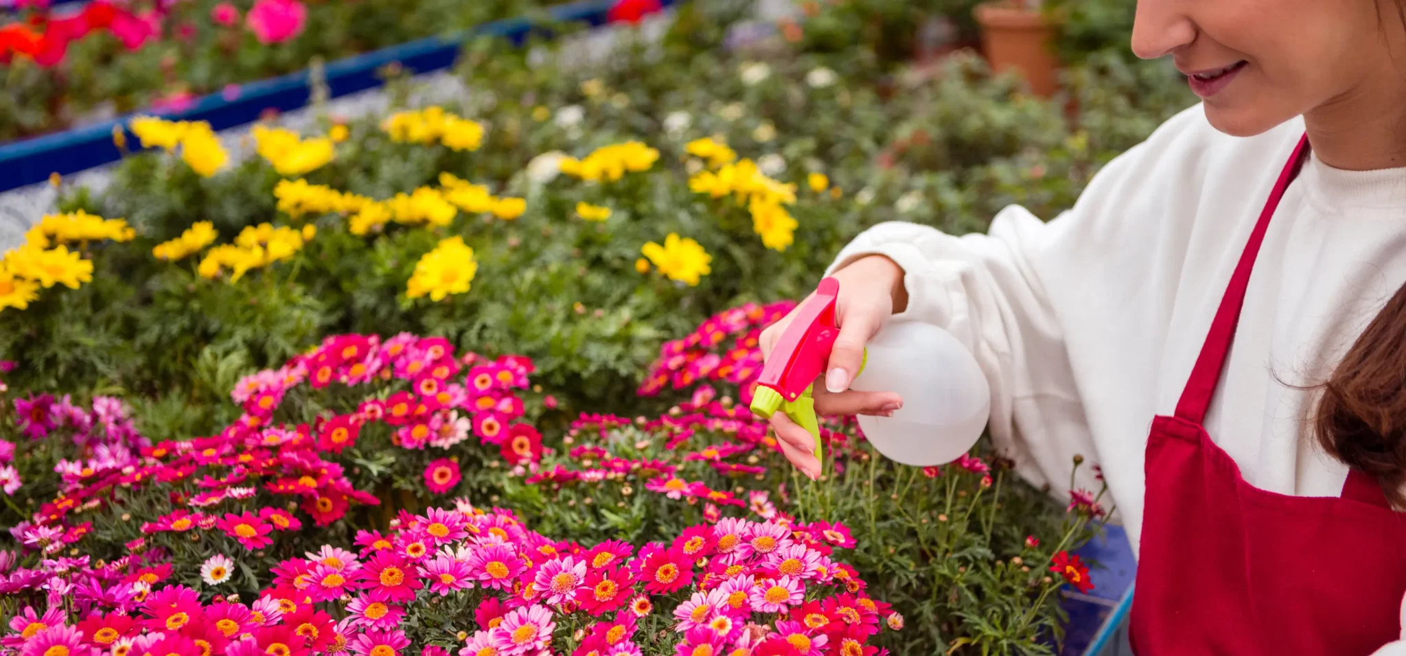 Bloom into Summer - gardenplantnursery.shop